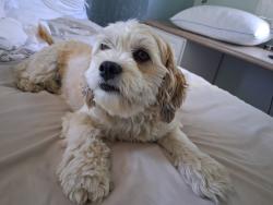 Lost Male Dog last seen Magnolia ball rd near Dollar tree, Anaheim, CA 92804