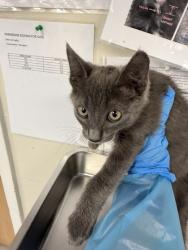 Shelter Stray Male Cat last seen WINSLOW DR & FARMINGTON CI, Roseville City, CA, 200 Tahoe Ave, Roseville, CA 95678, USA