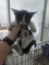 Shelter Stray Female Cat last seen Near Hicks Field Rd, North District, TX, 355 Hillshire Dr, Haslet, TX 76052, USA