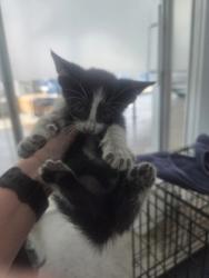Shelter Stray Female Cat last seen Near Hicks Field Rd, North District, TX, 355 Hillshire Dr, Haslet, TX 76052, USA