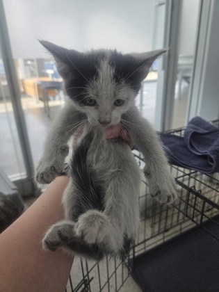 Shelter Stray Male Cat last seen Near Hicks Field Rd, North District, TX, 355 Hillshire Dr, Haslet, TX 76052, USA