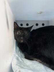 Shelter Stray Female Cat last seen Near NW 25th St, North District, TX, 355 Hillshire Dr, Haslet, TX 76052, USA