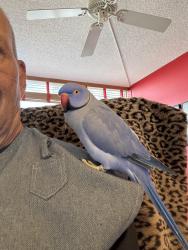 Lost Female Bird last seen Venetian Causeway, Miami Beach, FL 33139