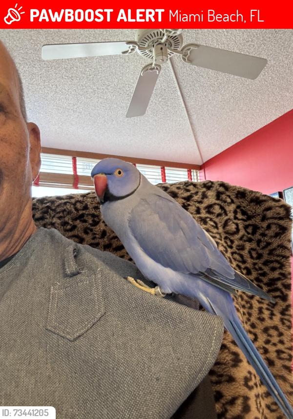 Lost Female Bird last seen Venetian Causeway, Miami Beach, FL 33139