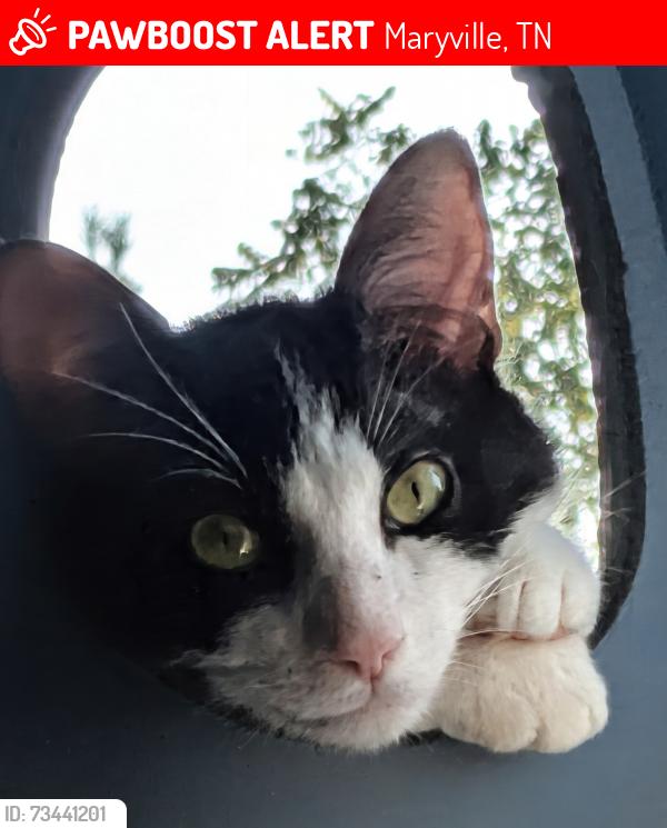 Lost Male Cat last seen Blount county fire station 7, Maryville, TN 37804