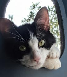 Lost Male Cat last seen Blount county fire station 7, Maryville, TN 37804