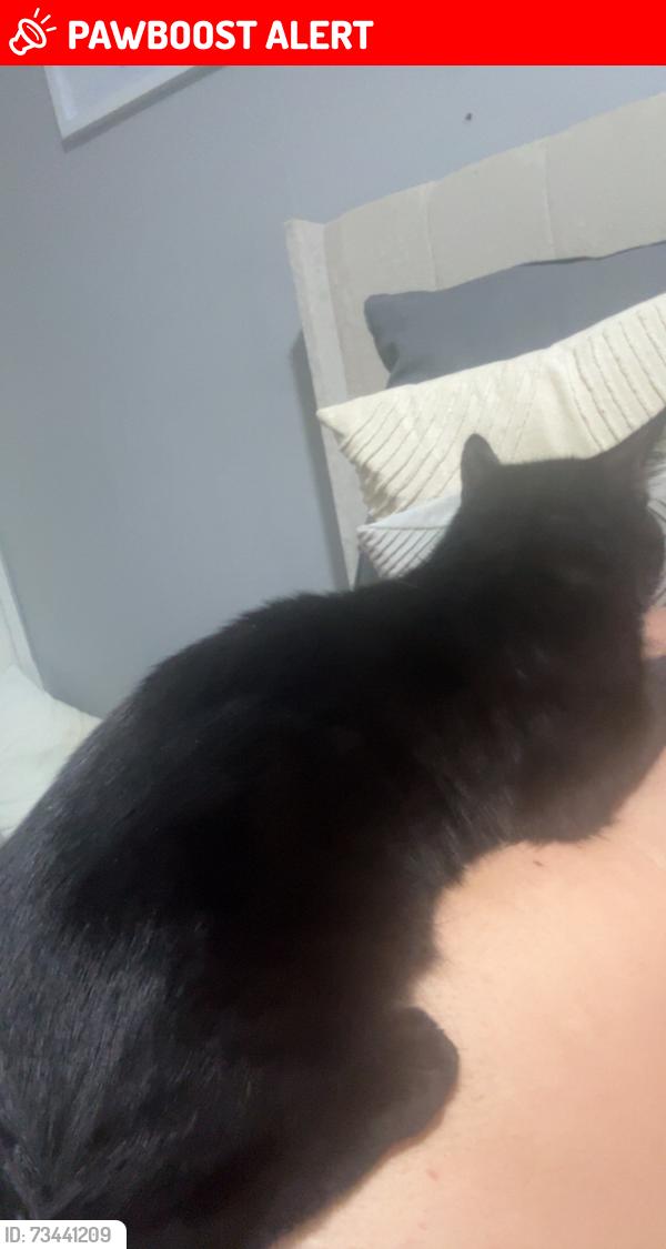 Lost Male Cat last seen By the flts on marsland road on the right just after the big bump by the roundabout, Gloucestershire, England 