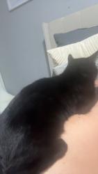 Lost Male Cat last seen By the flts on marsland road on the right just after the big bump by the roundabout, Gloucestershire, England 