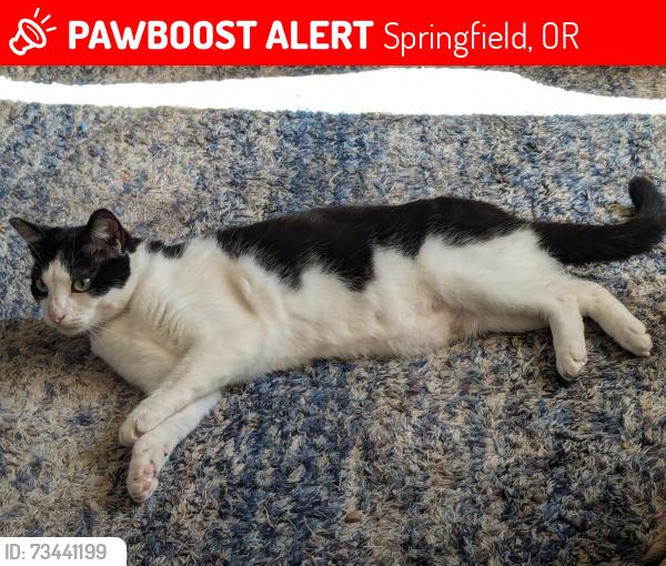 Lost Male Cat last seen E street, Springfield, OR 97477