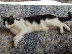 Lost Male Cat last seen E street, Springfield, OR 97477