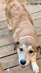 Reunited Female Dog last seen Marsh mountain road, Jefferson County, AL 35126