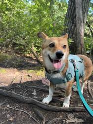 Lost Female Dog last seen Russell Street and Summit Street, Woburn, MA 01801