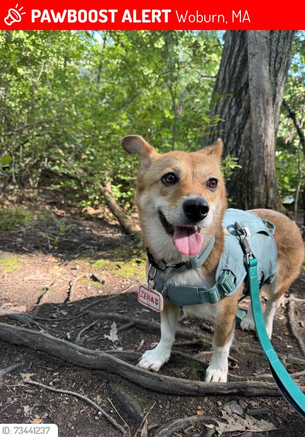 Lost Female Dog last seen Russell Street and Summit Street, Woburn, MA 01801