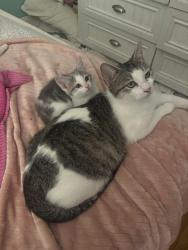 Lost Female Cat last seen Bluff City Hwy Bristol TN, Bristol, TN 37620
