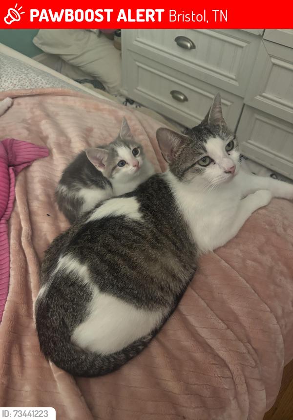 Lost Female Cat last seen Bluff City Hwy Bristol TN, Bristol, TN 37620
