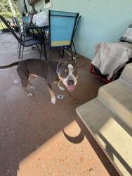 Found/Stray Male Dog last seen Summerfield, Sacramento County, CA 95822