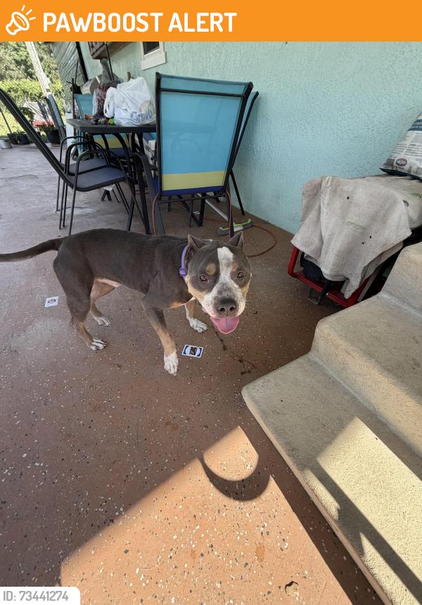 Found/Stray Male Dog last seen Summerfield, Sacramento County, CA 95822