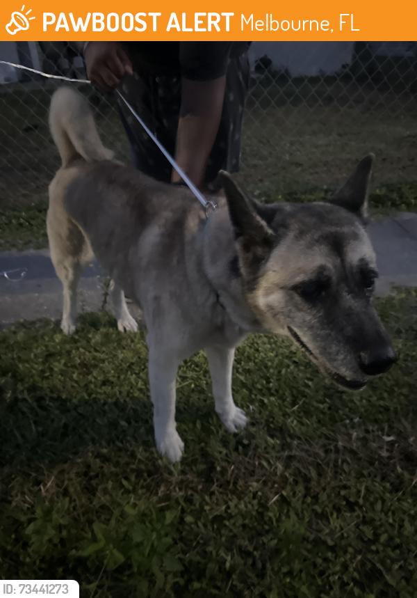 Found/Stray Female Dog last seen Masterson Blvd Melbourne Fl, Melbourne, FL 32935