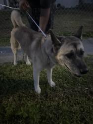Found/Stray Female Dog last seen Masterson Blvd Melbourne Fl, Melbourne, FL 32935