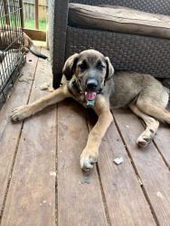Reunited Male Dog last seen Marsh mountain rd, Jefferson County, AL 35126