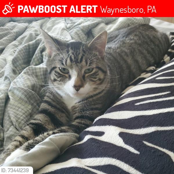 Lost Male Cat last seen North Church st., Waynesboro, PA 17268