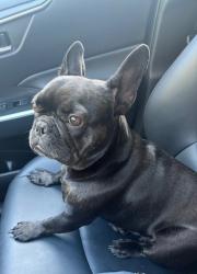 Lost Female Dog last seen Valerio, Los Angeles, CA 91303