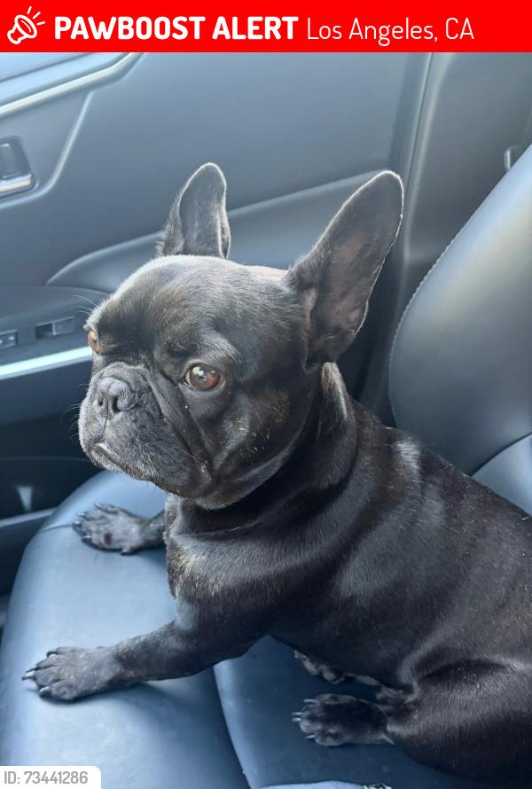 Lost Female Dog last seen Valerio, Los Angeles, CA 91303