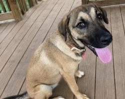 Reunited Female Dog last seen Marsh mountain rd, Jefferson County, AL 35126
