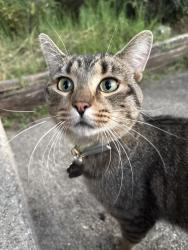 Found/Stray Male Cat last seen Maple and Ida, Hamilton, OH 45011