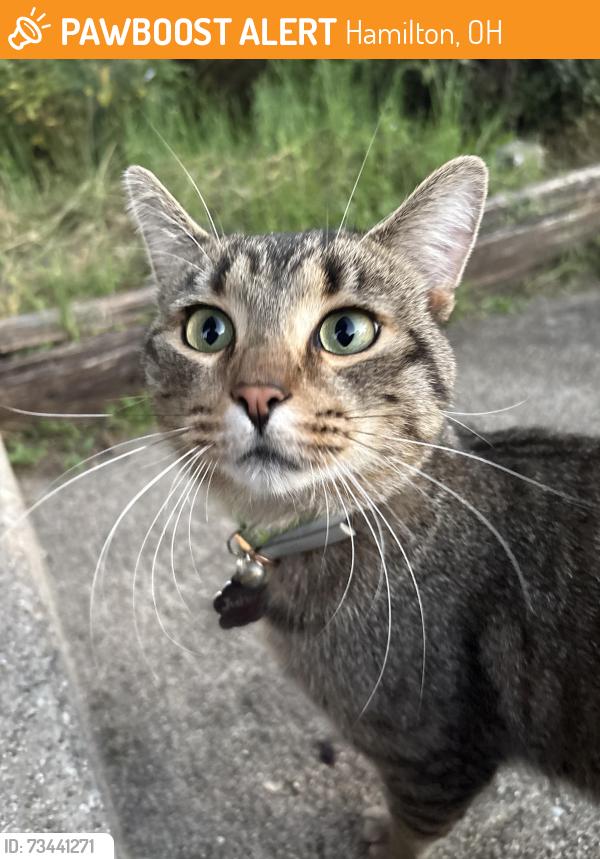 Found/Stray Male Cat last seen Maple and Ida, Hamilton, OH 45011