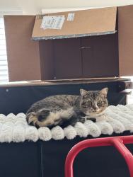 Lost Male Cat last seen Near Denali Butte Ter Canton GA 30114, Canton, GA 30114