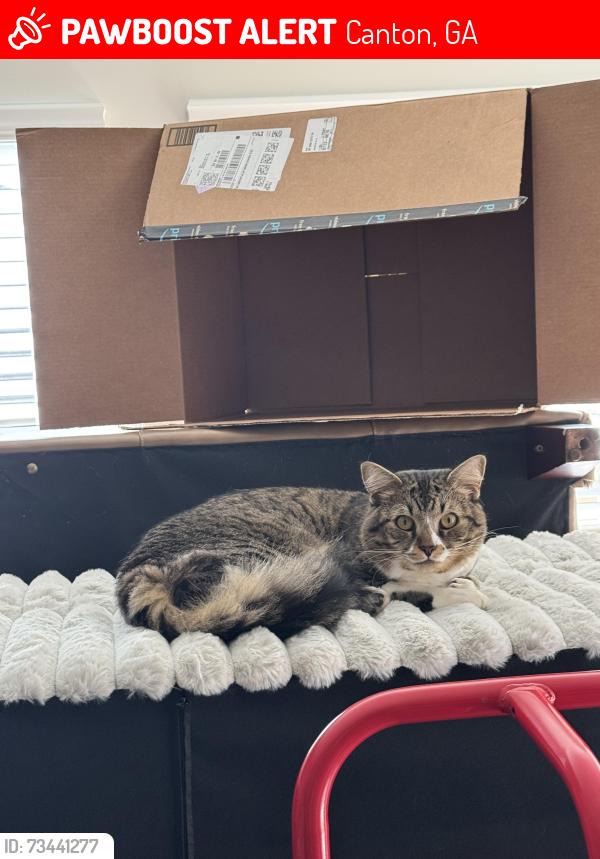 Lost Male Cat last seen Near Denali Butte Ter Canton GA 30114, Canton, GA 30114