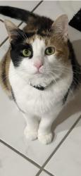 Reunited Female Cat last seen Church St and Potter Rd., Des Plaines, IL 60016