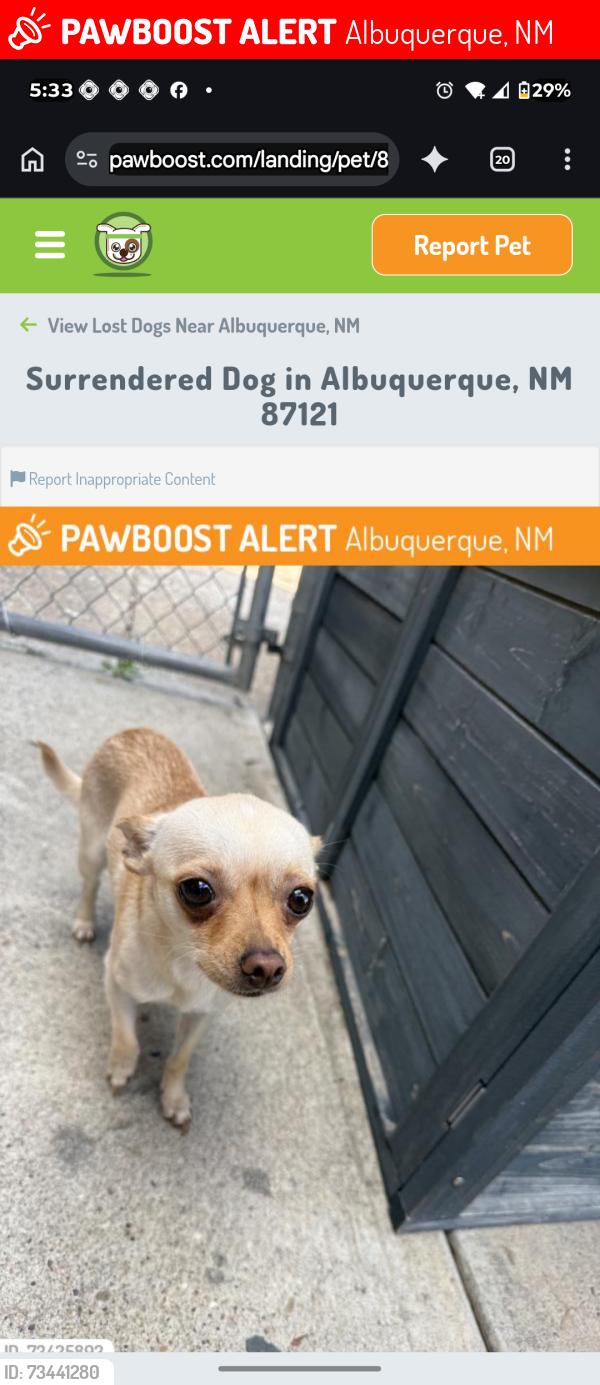 Lost Female Dog last seen Unser blvd and Gwin rd, Albuquerque, NM 87121