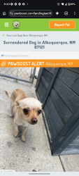 Lost Female Dog last seen Unser blvd and Gwin rd, Albuquerque, NM 87121