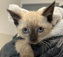 Shelter Stray Female Cat last seen C street, San Diego, CA, 92102, 5500 Gaines St, San Diego, CA 92110, USA