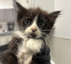 Shelter Stray Female Cat last seen C street, San Diego, CA, 92102, 5500 Gaines St, San Diego, CA 92110, USA