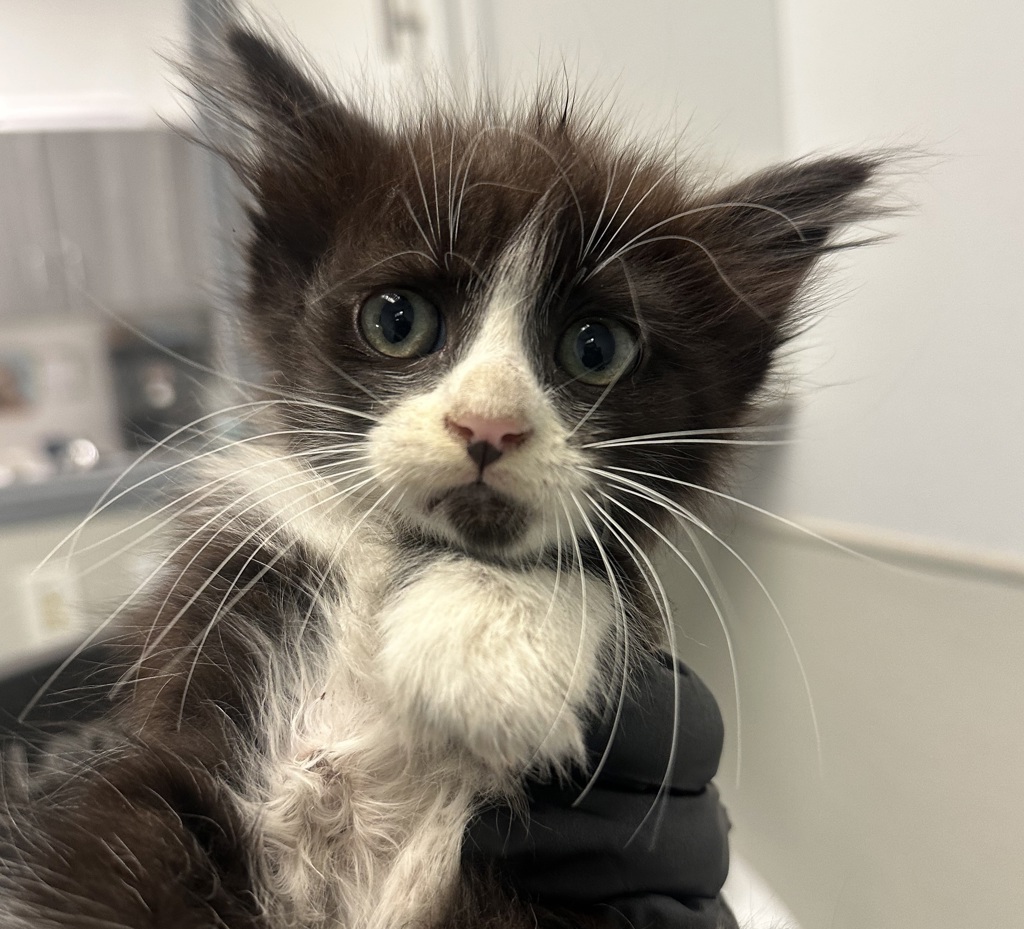 Shelter Stray Female Cat last seen C street, San Diego, CA, 92102, 5500 Gaines St, San Diego, CA 92110, USA
