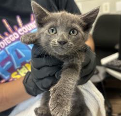 Shelter Stray Female Cat last seen C street, San Diego, CA, 92102, 5500 Gaines St, San Diego, CA 92110, USA