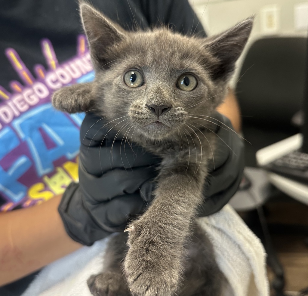 Shelter Stray Female Cat last seen C street, San Diego, CA, 92102, 5500 Gaines St, San Diego, CA 92110, USA