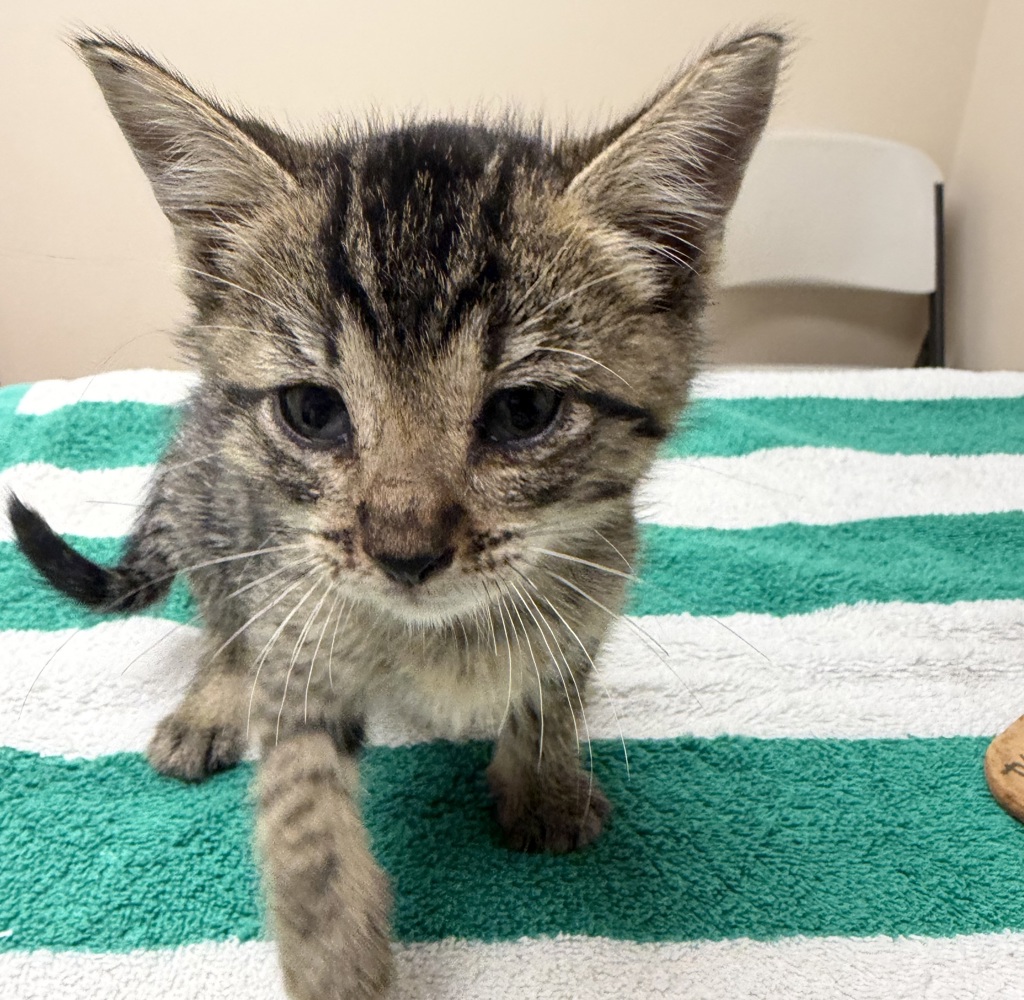 Shelter Stray Female Cat last seen Near Brisa Street, LIVERMORE, CA, 94550, 4651 Gleason Dr, Dublin, CA 94568, USA