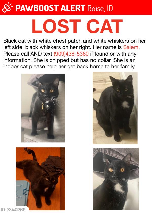 Lost Female Cat last seen W lake Hazel Rd, Boise, ID 83709
