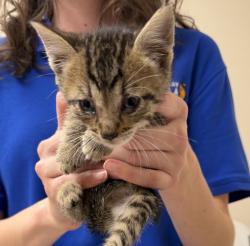Shelter Stray Male Cat last seen Near Brisa Street, LIVERMORE, CA, 94550, 4651 Gleason Dr, Dublin, CA 94568, USA