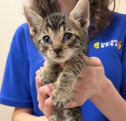 Shelter Stray Female Cat last seen Near Brisa Street, LIVERMORE, CA, 94550, 4651 Gleason Dr, Dublin, CA 94568, USA