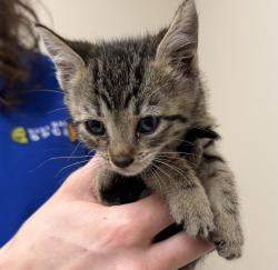 Shelter Stray Female Cat last seen Near Brisa Street, LIVERMORE, CA, 94550, 4651 Gleason Dr, Dublin, CA 94568, USA