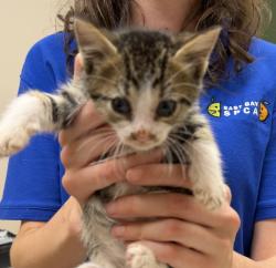 Shelter Stray Male Cat last seen Near Brisa Street, LIVERMORE, CA, 94550, 4651 Gleason Dr, Dublin, CA 94568, USA