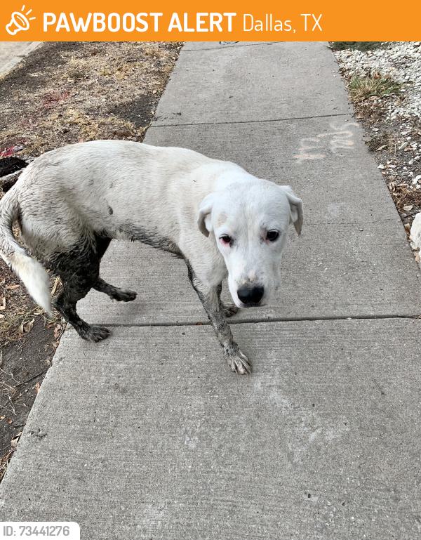 Found/Stray Unknown Dog last seen Walking path between Bushmills Road and Black Walnut Drive in Walnut Creek ests, Dallas, TX 75243