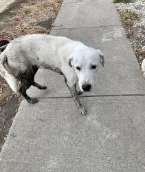 Found/Stray Unknown Dog last seen Walking path between Bushmills Road and Black Walnut Drive in Walnut Creek ests, Dallas, TX 75243