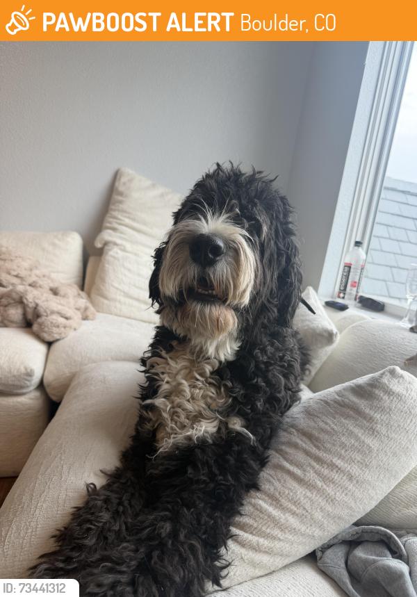 Found/Stray Unknown Dog last seen 12th and Euclid, Boulder, CO 80302