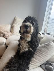 Found/Stray Unknown Dog last seen 12th and Euclid, Boulder, CO 80302